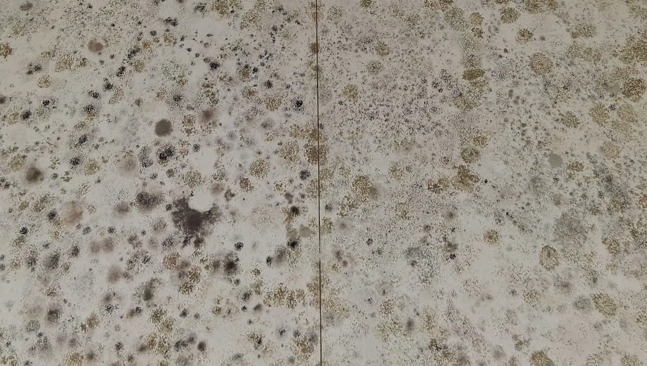 Moisissures gris / noir sur un mur humide